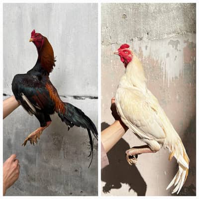 hera and shamo aseel eggs for sale