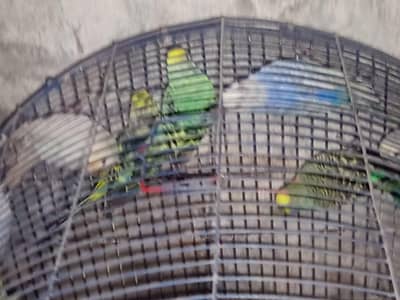 aoa Australian breeder pair available ha all breeder ha