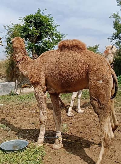 Camel for sale