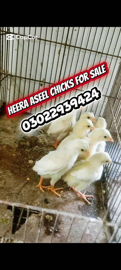Heera Aseel chicks