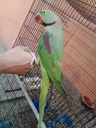 raw tame pair.  contact 03330031118 .