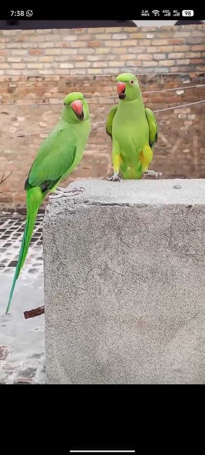 Green Raw parrot