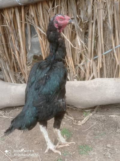 black Shamo female h manseb rat par sale kar Raha ho kyok pasia ka