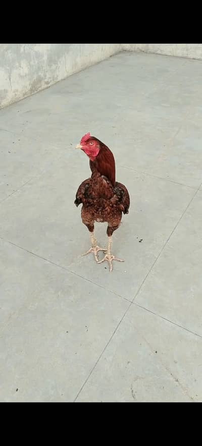 serious buyers come whatapp