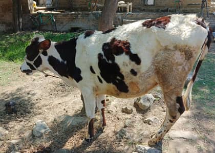 Cow For Sale