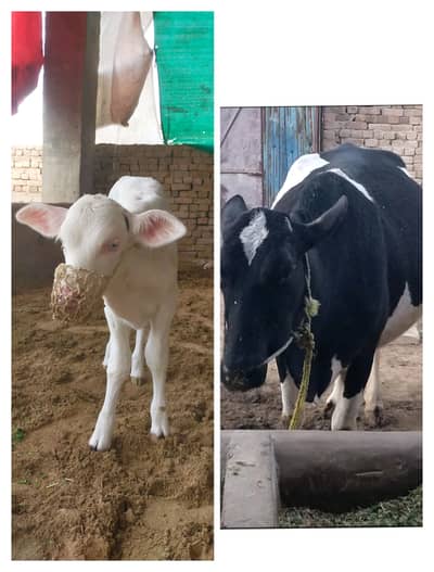 Milking Cow & Gulabi Nukri Wachi (Female)