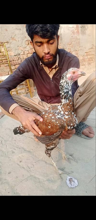 Thai japani aur vednami