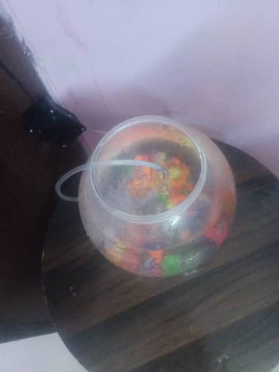 2 Healthy fancy goldfish (Oranda/Ranchu type) available for sale.