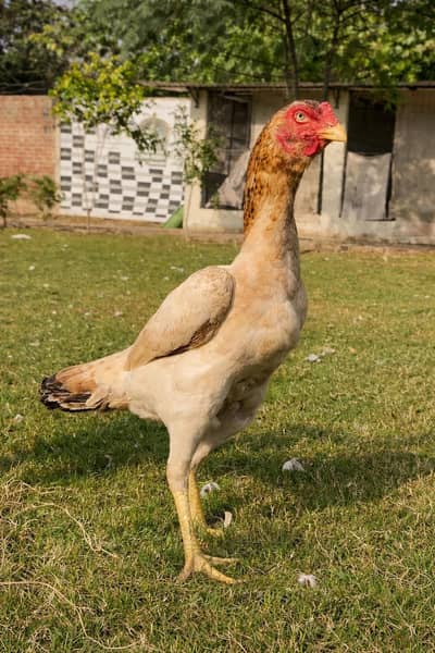 Shamo Hen for Sale – Strong & Healthy