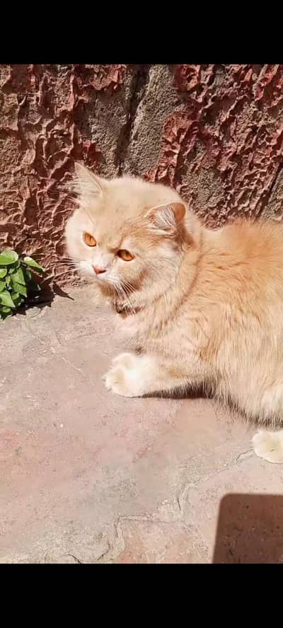 Persian Triple Coated