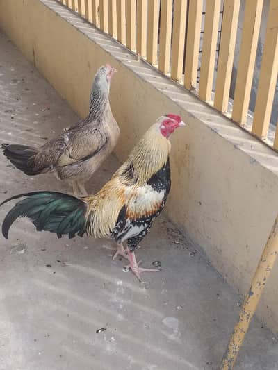 Aseel pair in reasonable price.  whatsapp no. is 03035524707