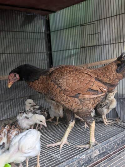 male shamo ka ha or fimale slati ha jis KY ya bachy ha