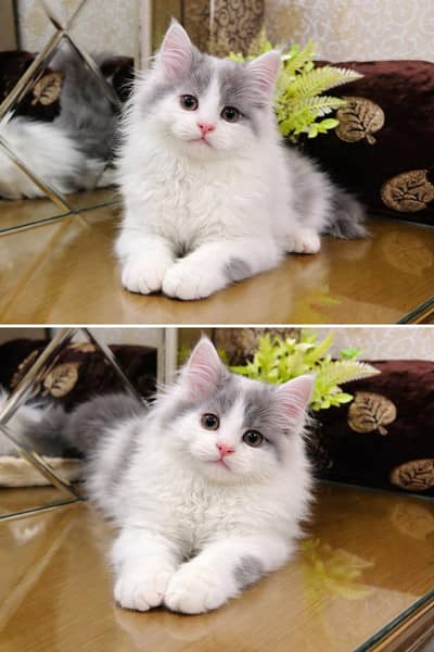 Lovely Kittens Looking for new Home With Different Prices