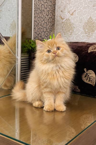 Lovely Kittens Looking for new Home With Different Prices