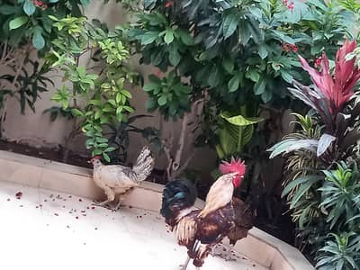 Desi 3 hens 1 Male 2 Female