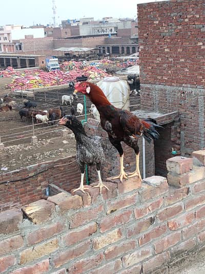 asel Thai Caras ma sy Hain