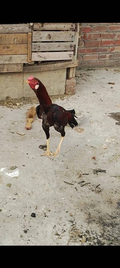 asel Thai Caras ma sy Hain