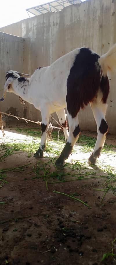 raganpori Bakra sell