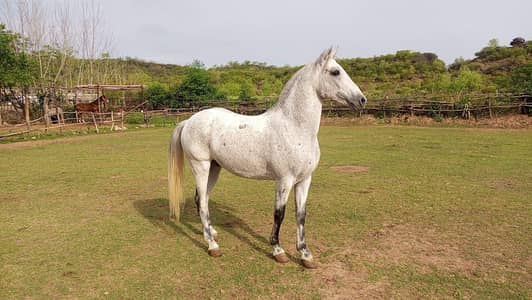 Anglo Arab Gelding