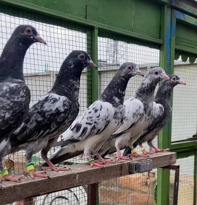 Teddy Khaki Neely kamangar Dub Waly Bchy