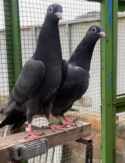 Teddy Khaki Neely kamangar Dub Waly Bchy