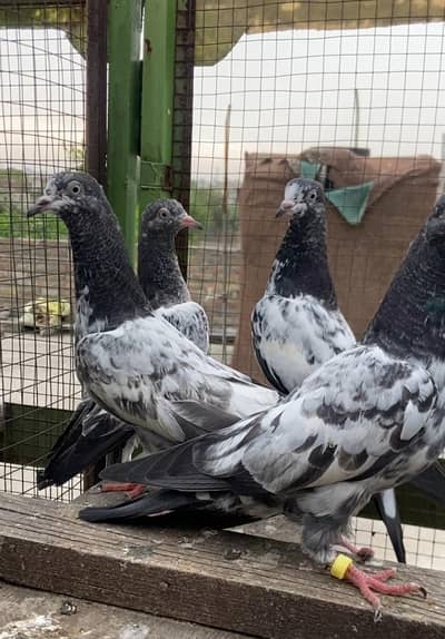 Teddy Khaki Neely kamangar Dub Waly Bchy