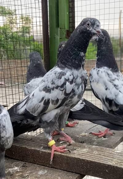 Teddy Khaki Neely kamangar Dub Waly Bchy