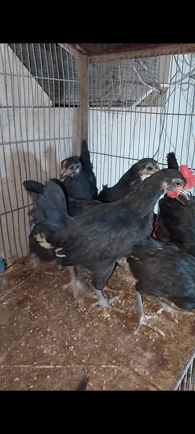 Australorp chicks