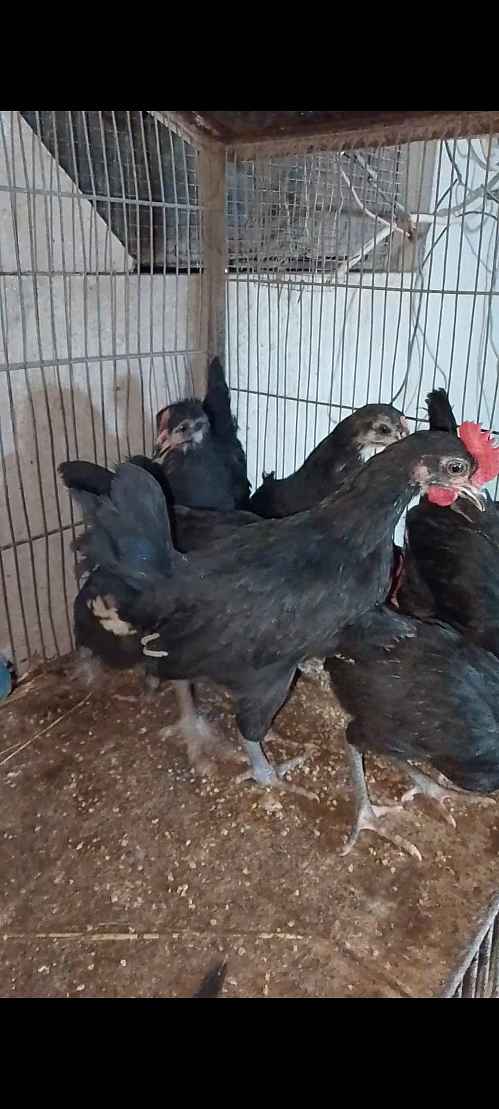 Australorp chicks 0