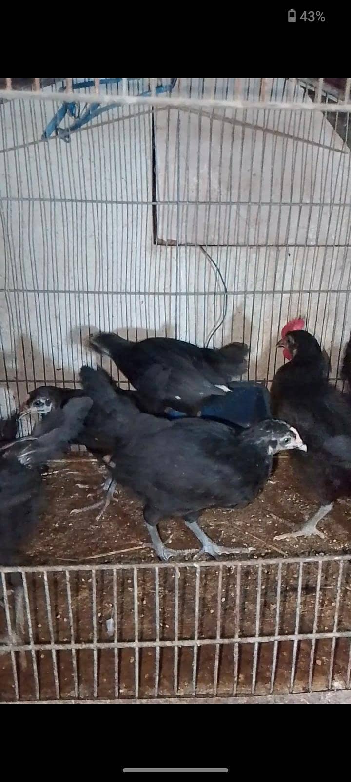 Australorp chicks 1