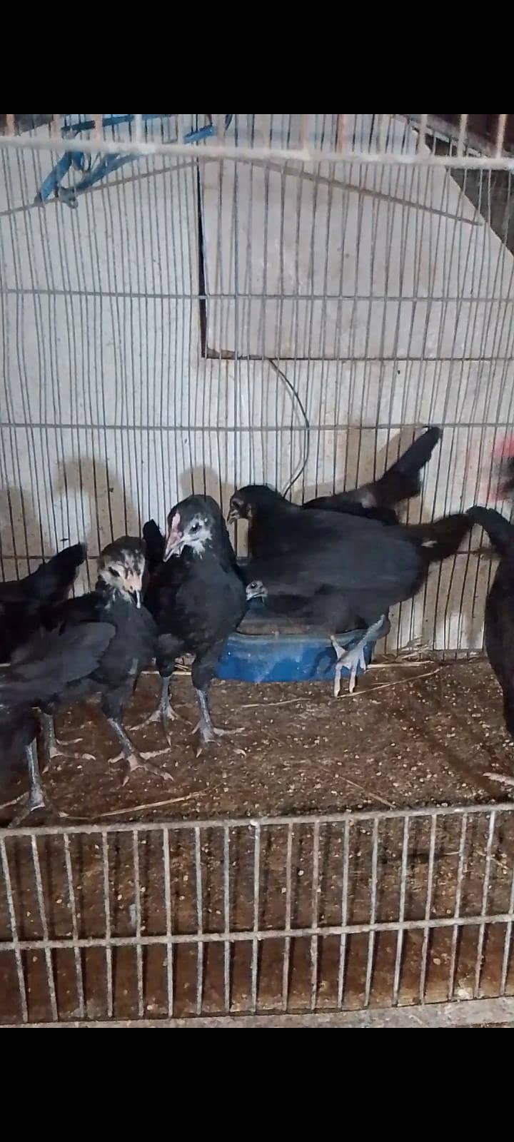 Australorp chicks 2
