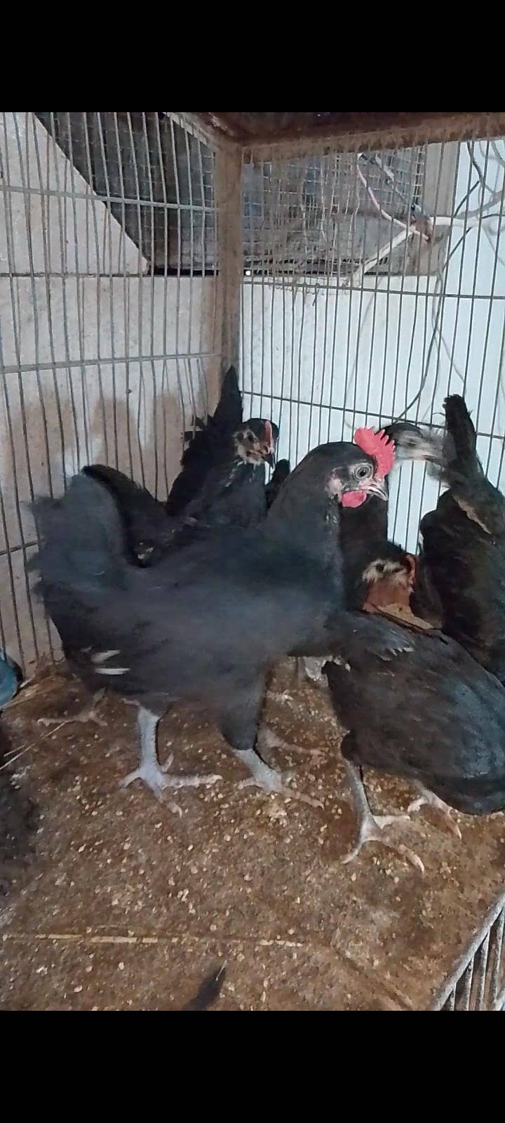 Australorp chicks 4