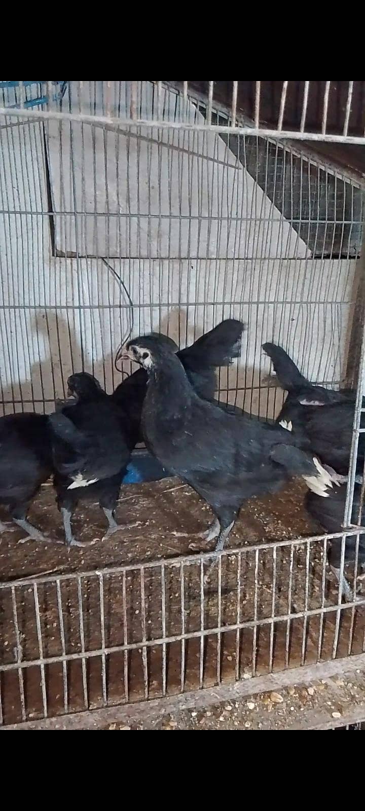 Australorp chicks 5