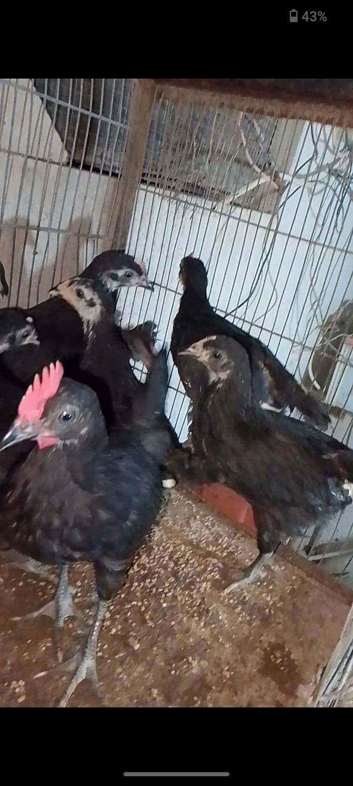 Australorp chicks 6