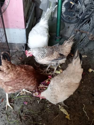 Desi Hens for sale with white Male