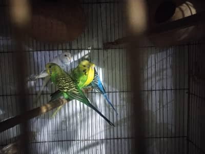 Australian/Fawn jawa/ cages