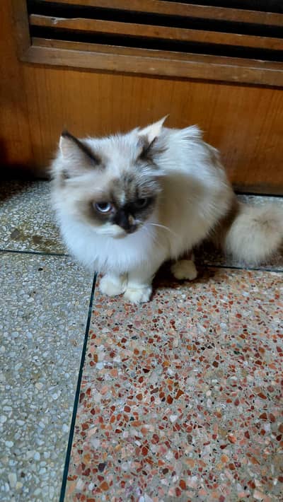 Female persian cat for sale