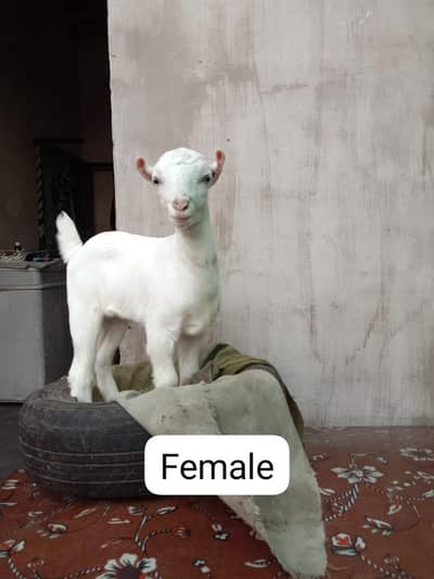 Pure Gulabi TeedA Male female White eyes