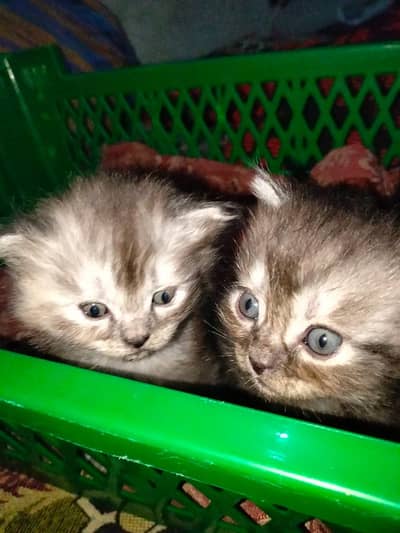 "Healthy and Playful Kitten for Cat Lovers