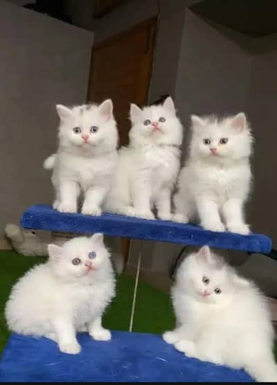 Healthy Active kittens reasonable price