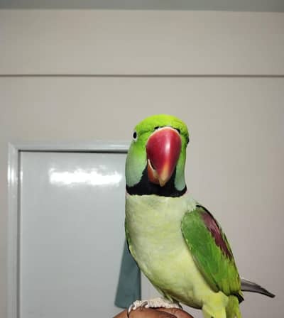 Green Neck Parrot