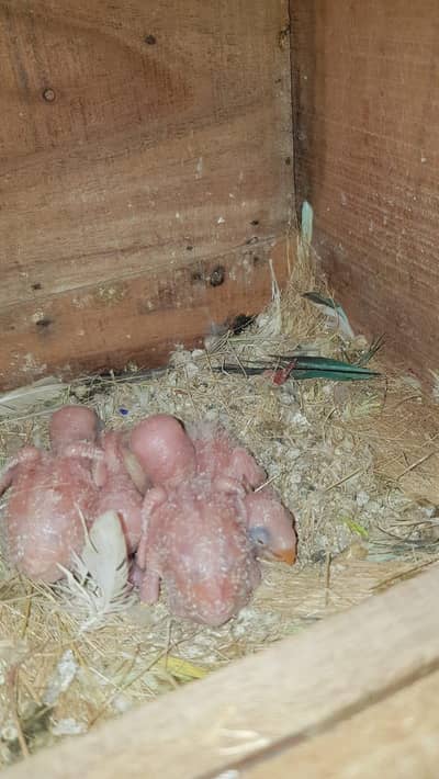 love bird chicks for sale