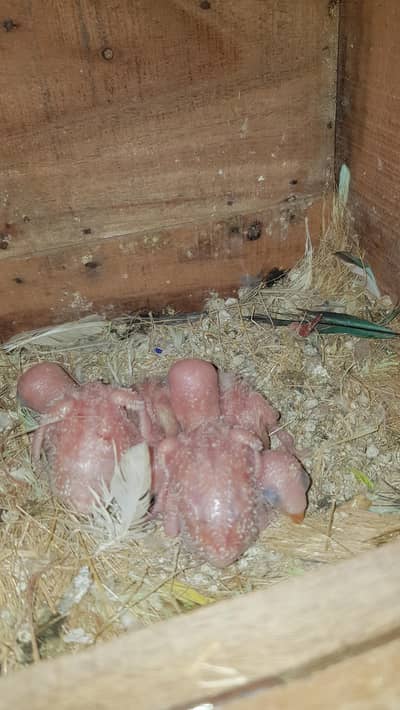 love birds chicks for hand tame for sale