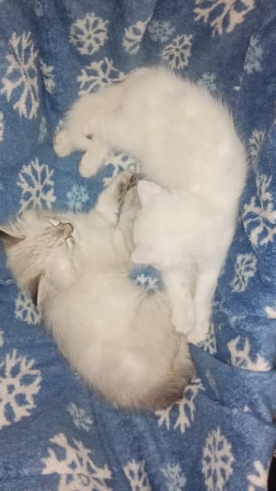 pair of kittens for sale