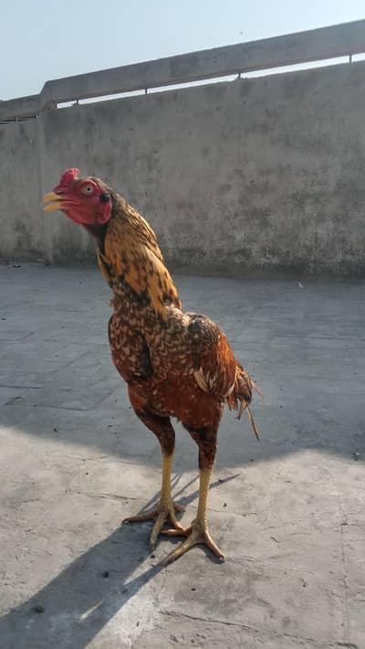 aseel murga and lakey pegions