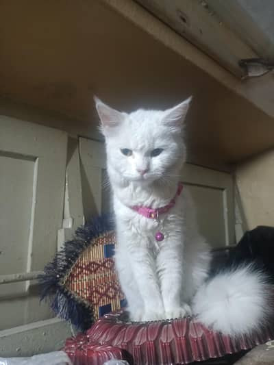 person cat  pet beat for home and gifts