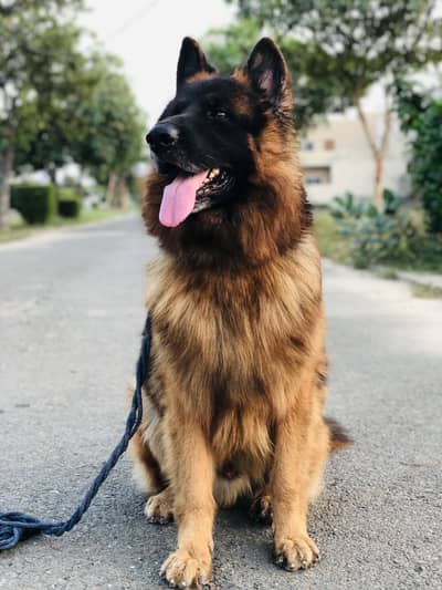 German shepherd Dog for sale