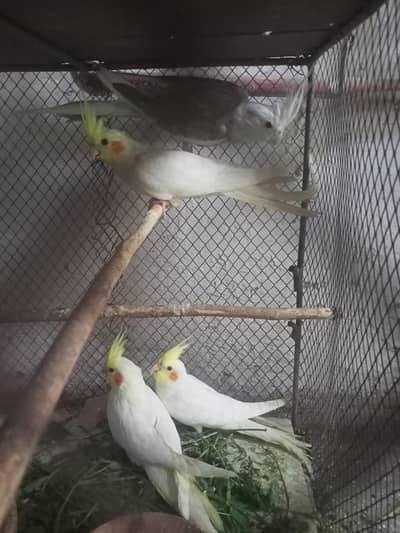 Cocktail and Green neck female