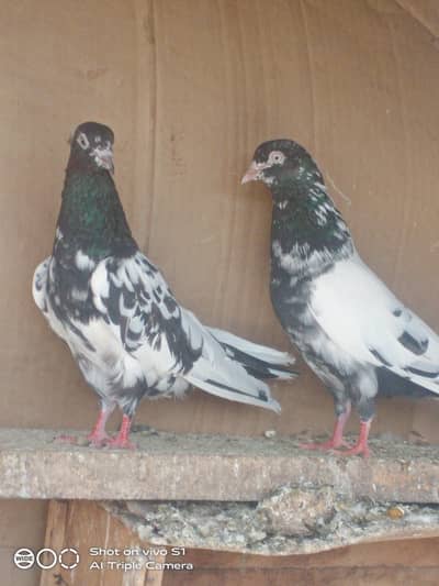 golden,rampori and dabwaly pair