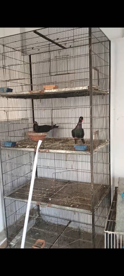 cage for sale location Bahawalnagar city